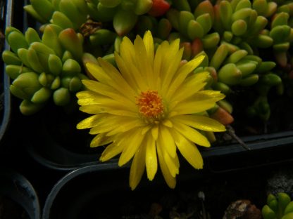 Bio Mittagsblume Delosperma nubigenum 'Thaba Tseka' wählen Sie die Bio Mittagsblume Ihrer Wahl im Online Pflanzen Versand aus über 80 Sorten.
