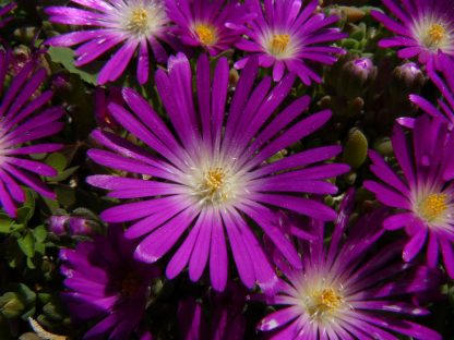 Bio Mittagsblume Delosperma speciosum 'Letseng' (Diamantmine) wählen Sie die Bio Mittagsblume Ihrer Wahl im Online Pflanzen Versand aus über 80 Sorten.