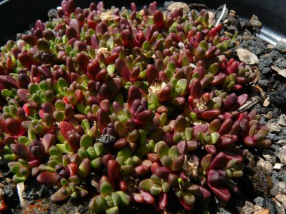 Bio Mittagsblume Delosperma speciosum 'Sani Pass' Online fast 100 Sorten Mittagsblumen im Bio Pflanzen Versand bestellen.