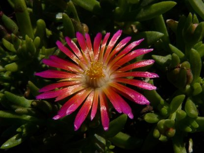 Eigenzüchtung Bio Mittagsblume Delosperma x aberdeenense 'Benjamin Moloise' Online fast 100 Sorten Mittagsblumen im Bio Pflanzen Versand bestellen.