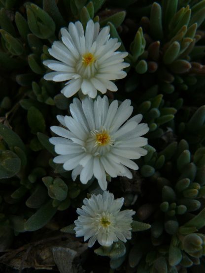 Eigenzüchtung Bio Mittagsblume Delosperma x aberdeenense 'Joe Slovo' Online fast 100 Sorten Mittagsblumen im Bio Pflanzen Versand bestellen.
