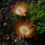 Eigenzüchtung Bio Mittagsblume Delosperma x aberdeenense 'Steve Biko' Bio Pflanzen Versand Stauden Forssman nahe München