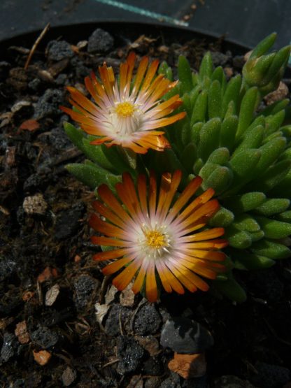 Eigenzüchtung Bio Mittagsblume Delosperma x aberdeenense 'Steve Biko' Online fast 100 Sorten Mittagsblumen im Bio Pflanzen Versand bestellen.