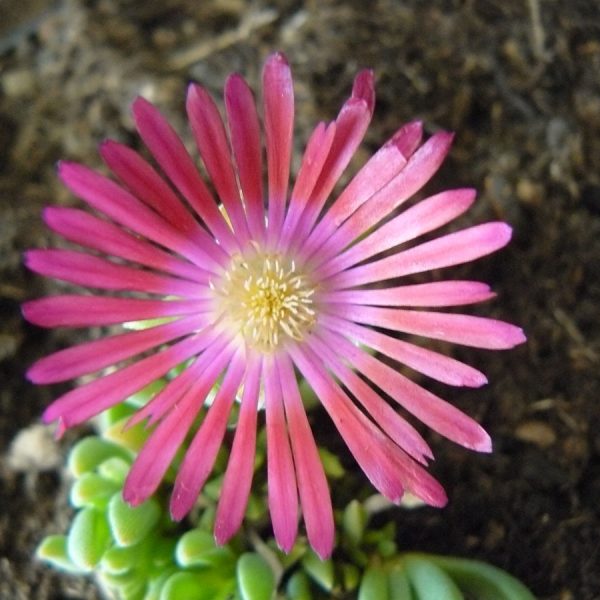 Eigenzüchtung Bio Mittagsblume Delosperma x dyerii 'Thabo Mbeki' (883-14) wählen Sie die Bio Mittagsblume Ihrer Wahl im Online Pflanzen Versand aus über 80 Sorten.