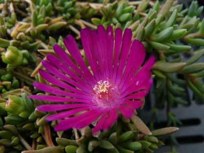 Bio Mittagsblume Delosperma hyb. 'Dunkle vom Nassachtal' wählen Sie die Bio Mittagsblume Ihrer Wahl im Online Pflanzen Versand aus über 80 Sorten.