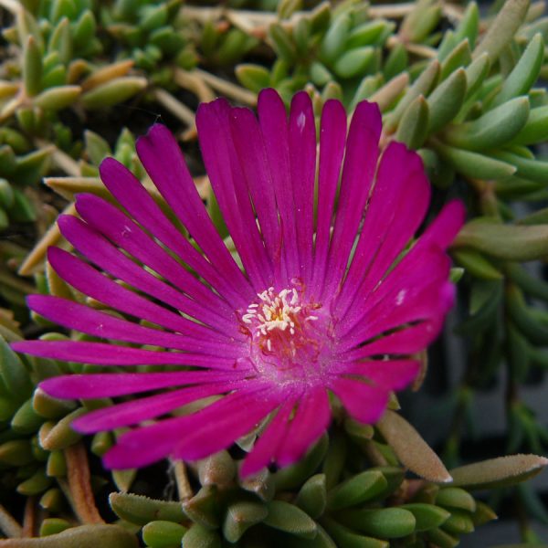 Bio Mittagsblume Delosperma hyb. 'Dunkle vom Nassachtal' wählen Sie die Bio Mittagsblume Ihrer Wahl im Online Pflanzen Versand aus über 80 Sorten.