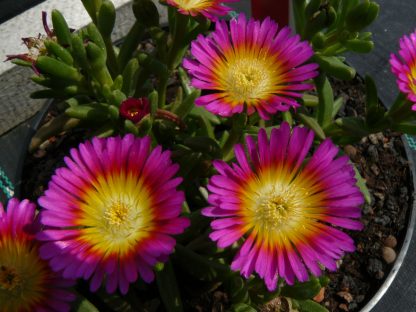 Eigenzüchtung 2014 Bio Mittagsblume Delosperma hyb. 'Sunset' wählen Sie die Bio Mittagsblume Ihrer Wahl im Online Pflanzen Versand aus über 80 Sorten.