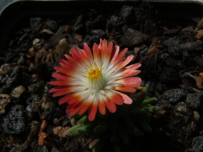 Eigenzüchtung Bio Mittagsblume Delosperma x luckhofii 'Raymond Mhlaba' wählen Sie die Bio Mittagsblume Ihrer Wahl im Online Pflanzen Versand aus über 80 Sorten.
