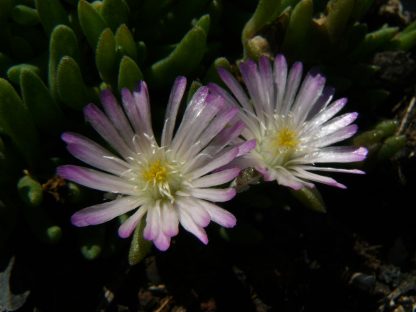 Eigenzüchtung Bio Mittagsblume Delosperma x luckhofii 'Helen Zille' wählen Sie die Bio Mittagsblume Ihrer Wahl im Online Pflanzen Versand aus über 80 Sorten.