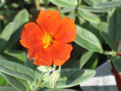 Bio Sonnenröschen Helianthemum hyb. 'Red Dragon/Orange Queen' Bio Kräuter Online im Web-Shop von Bio Stauden Forssman zum Versand bestellen