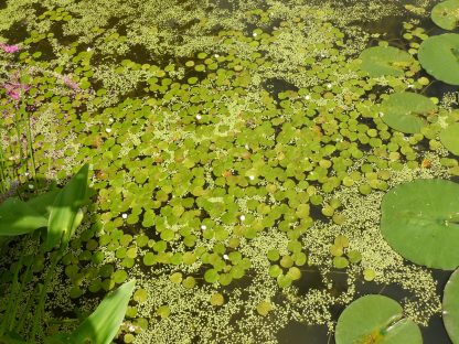 Bio Froschbiß Hydrocharis morsus ranae Bio Stauden Versand aus Gangkofen in Niederbayern