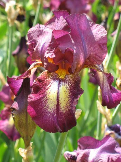 Bio Schwertlilie Hohe Bart-Iris barbata elatior 'Bazaar' wählen Sie die Bio Iris Ihrer Wahl im Online Pflanzen-Versand aus über 80 Sorten.
