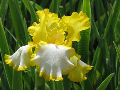 Bio Schwertlilie Hohe Bart Iris barbata-elatior 'First Interstate' wählen Sie die Bio Iris Ihrer Wahl im Online Pflanzen-Versand aus über 80 Sorten.