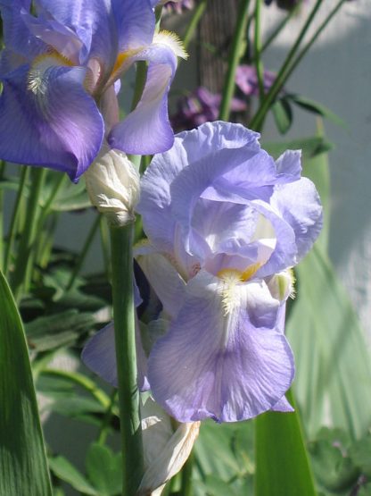 Bio Schwertlilie Hohe Bart Iris barbata-elatior 'La Croix' wählen Sie die Bio Iris Ihrer Wahl im Online Pflanzen-Versand aus über 80 Sorten.