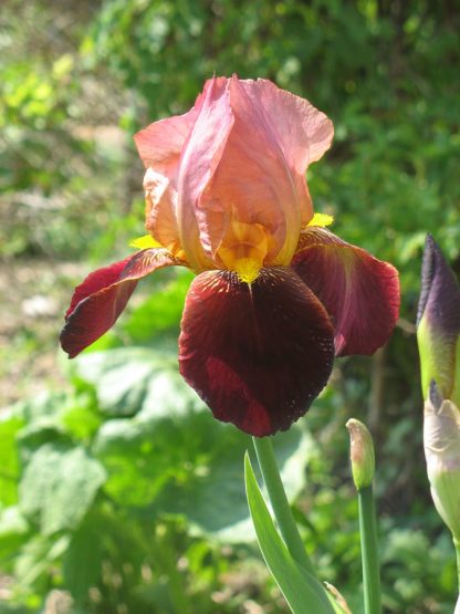 Bio Schwertlilie Hohe Bart Iris barbata-elatior 'Red Orchid' Bio Stauden Versand aus Gangkofen in Niederbayern