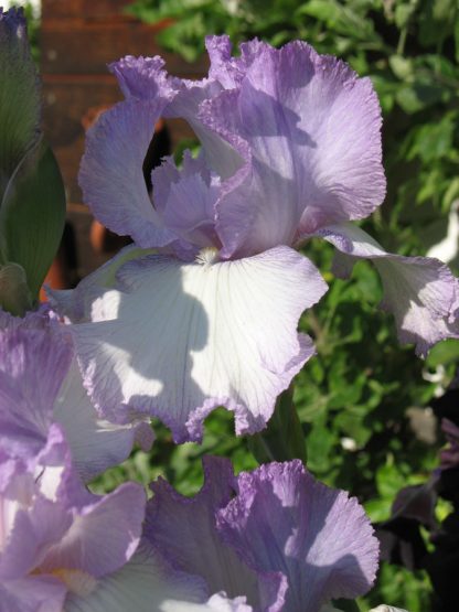 Bio Schwertlilie Hohe Bart Iris barbata-elatior 'Rippling Rose' wählen Sie die Iris Ihrer Wahl aus über 80 Sorten Stauden Forssman