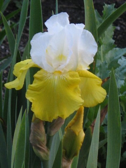 Bio Schwertlilie Hohe Bart Iris barbata-elatior 'Tulip Festival' wählen Sie die Bio Iris Ihrer Wahl im Online Pflanzen Versand aus über 80 Sorten Stauden Forssman