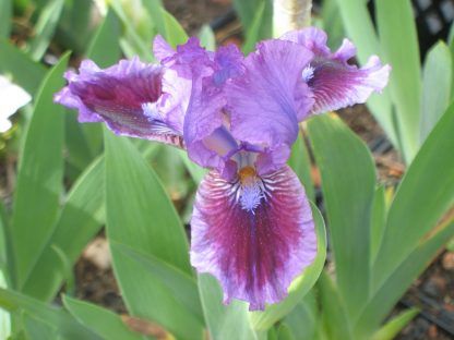 Bio Schwertlilie Zwerg Bart Iris barbata-nana 'Fairy Ballet' wählen Sie die Bio Iris Ihrer Wahl im Online Pflanzen Versand aus über 80 Sorten.