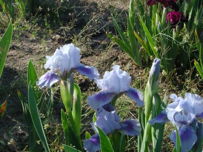 Bio Schwertlilie Zwerg Bart Iris barbata-nana 'Libor' Bio Stauden Versand Forssman in Niederbayern
