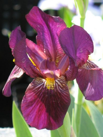 Bio Schwertlilie Zwerg Bart Iris barbata-nana 'Ranger' wählen Sie die Bio Iris Ihrer Wahl im Online Pflanzenversand aus über 80 Sorten.