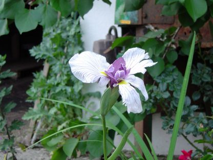 Bio Japanische Sumpf Schert Lilie Iris ensata 'Violettes Auge' wählen Sie die Iris Ihrer Wahl aus über 80 Sorten Stauden Forssman