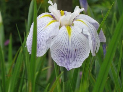 Bio Wiesen Iris sibirica 'Aquamarin' wählen Sie die Iris Ihrer Wahl aus über 80 Sorten Stauden Forssman