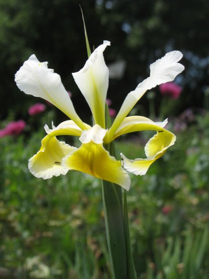 Bio Wiesen Iris sibirica 'Weiß-hellgelb' wählen Sie die Iris Ihrer Wahl aus über 80 Sorten Stauden Forssman