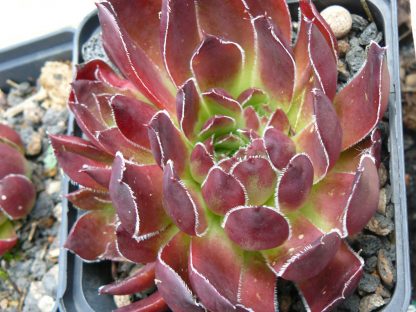 Bio Donarrose Hauswurz Dachwurz Jovibarba heuffelii 'Cunchita' wählen Sie die Bio Hauswurz Ihrer Wahl im Online Pflanzen Versand aus über 240 Sorten