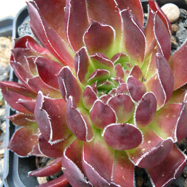 Bio Donarrose Hauswurz Dachwurz Jovibarba heuffelii 'Cunchita' wählen Sie die Bio Hauswurz Ihrer Wahl im Online Pflanzen Versand aus über 240 Sorten