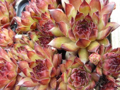 Bio Donarrose Hauswurz Dachwurz Jovibarba heuffelii 'Winnetou' wählen Sie die Bio Hauswurz Ihrer Wahl im Online Pflanzenversand aus über 220 Sorten