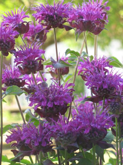 Bio Indianernessel Monarda fistulosa 'Saxon Purple' wählen Sie die Bio Indianernessel Ihrer Wahl im Online Pflanzen Versand aus fast 20 Sorten.