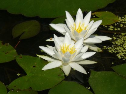 Bio Seerose Nymphaea cultivar 'Hever White' Bio Stauden Versand Forssman aus Niederbayern