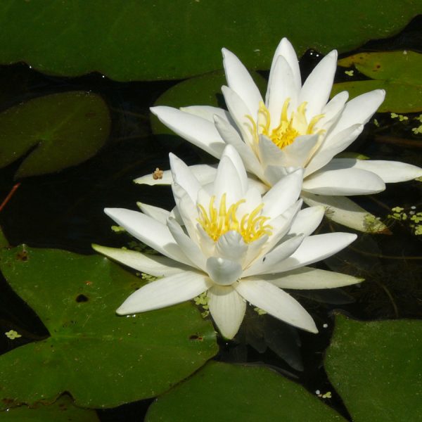 Bio Seerose Nymphaea cultivar 'Hever White' Bio Stauden Versand Forssman aus Niederbayern
