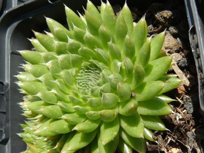 Bio Sternwurz Orostachys spinosa 'Minima' wählen Sie die Bio Hauswurz Ihrer Wahl im Online Pflanzen Versand aus über 220 Sorten