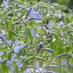 Bio Wald Phlox divaricata 'Clouds of Perfume' Bio Pflanzen Versand Stauden Forssman nahe München