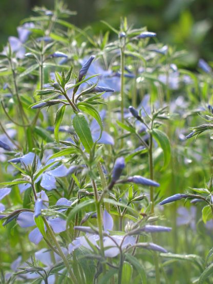 Bio Wald Phlox divaricata 'Clouds of Perfume' wählen Sie den Bio Phlox Ihrer Wahl im Online Pflanzen Versand aus fast 300 Sorten