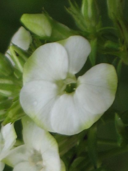 Bio Flammenblume Hoher Stauden Phlox paniculata 'Jade' per Bio Pflanzenversand online im Web-Shop nach München bestellen.