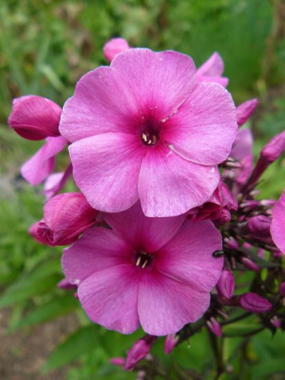 Eigenzüchtung Bio Flammenblume Hoher Stauden Phlox paniculata 'Purple Haze' per Web Shop im Bio Pflanzen Versand online nach München bestellen