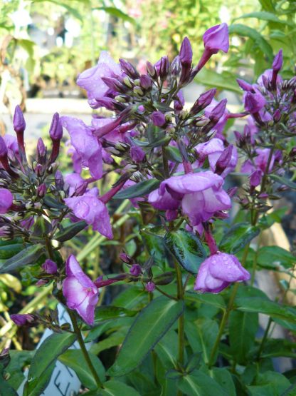 Bio Flammenblume Frühsommer Phlox x arendsii 'Purple Star per Web Shop im Bio Pflanzen Versand online nach München bestellen