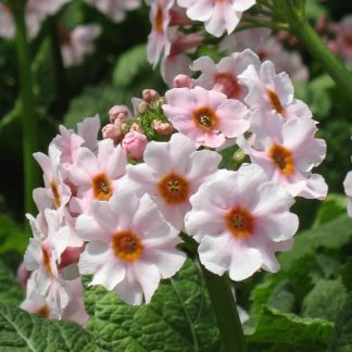 Bio Etagen Primel Primula japonica 'Apple Blossom' Beste Bio Stauden aus Bayern im Online Shop bestellen nach München liefern - Forssman