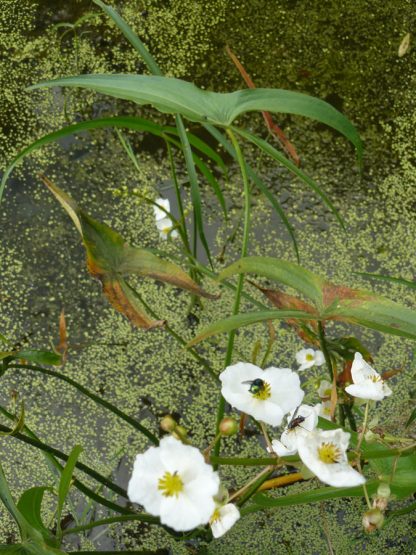 Bio Heimisches Pfeilkraut Sagittaria sagittifolia ssp. sagittifolia Bio Pflanzen Versand Forssman in Niederbayern