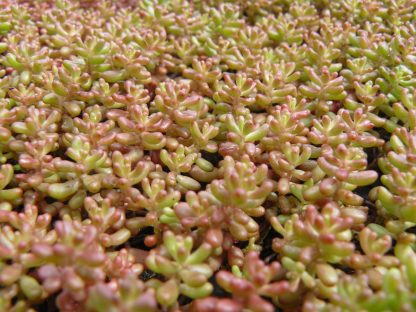Bio Rotmoos Mauerpfeffer Sedum album 'Coral Carpet' Stauden Forssman Bio Pflanzen Versand in Niederbayern