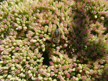 Bio Fetthenne Fettblatt Sedum telephium 'Herbstfreude' mit Biene Bio Stauden Versand Forssman aus Niederbayern