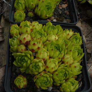 Bio Hauswurz Dachwurz Sempervivum cantabricum ssp. urboense ex Sierra de Demanda/ Espana Bio Stauden Versand Forssman