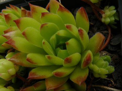 Bio Hauswurz Dachwurz Sempervivum marmoreum ssp. reginae-amaliae (macedonicum) wählen Sie die Bio Hauswurz Ihrer Wahl im Online Pflanzen Versand aus über 220 Sorten