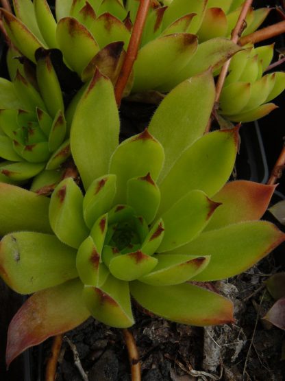 Bio Hauswurz Dachwurz Sempervivum marmoreum ssp. reginae-amaliae (macedonicum) Ln Helmos wählen Sie die Bio Hauswurz Ihrer Wahl im Online Pflanzen Versand aus über 220 Sorten.