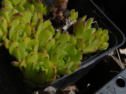 Bio Hauswurz Dachwurz Sempervivum montanum var. grandiflorum 220 Sorten Hauswurz im Online Pflanzen Versand Stauden Forssman