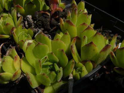 Bio Hauswurz Dachwurz Sempervivum montanum var. styriacum 22ß Sorten Hauswurz im Online Pflanzen Versand Stauden Forssman
