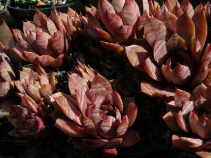Bio Hauswurz Dachwurz Sempervivum hyb. 'Missouri Rose' Bio Pflanzen Versand Forssman