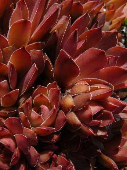 Bio Hauswurz Dachwurz Sempervivum hyb. 'Pacific Devils Food' 240 Sorten Hauswurz im Online Pflanzen Versand Forssman